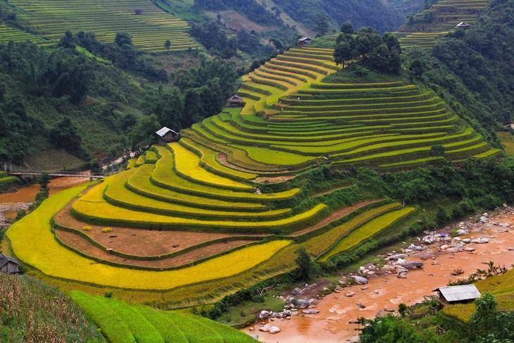 Harvest time in Mu Cang Chai - ảnh 3